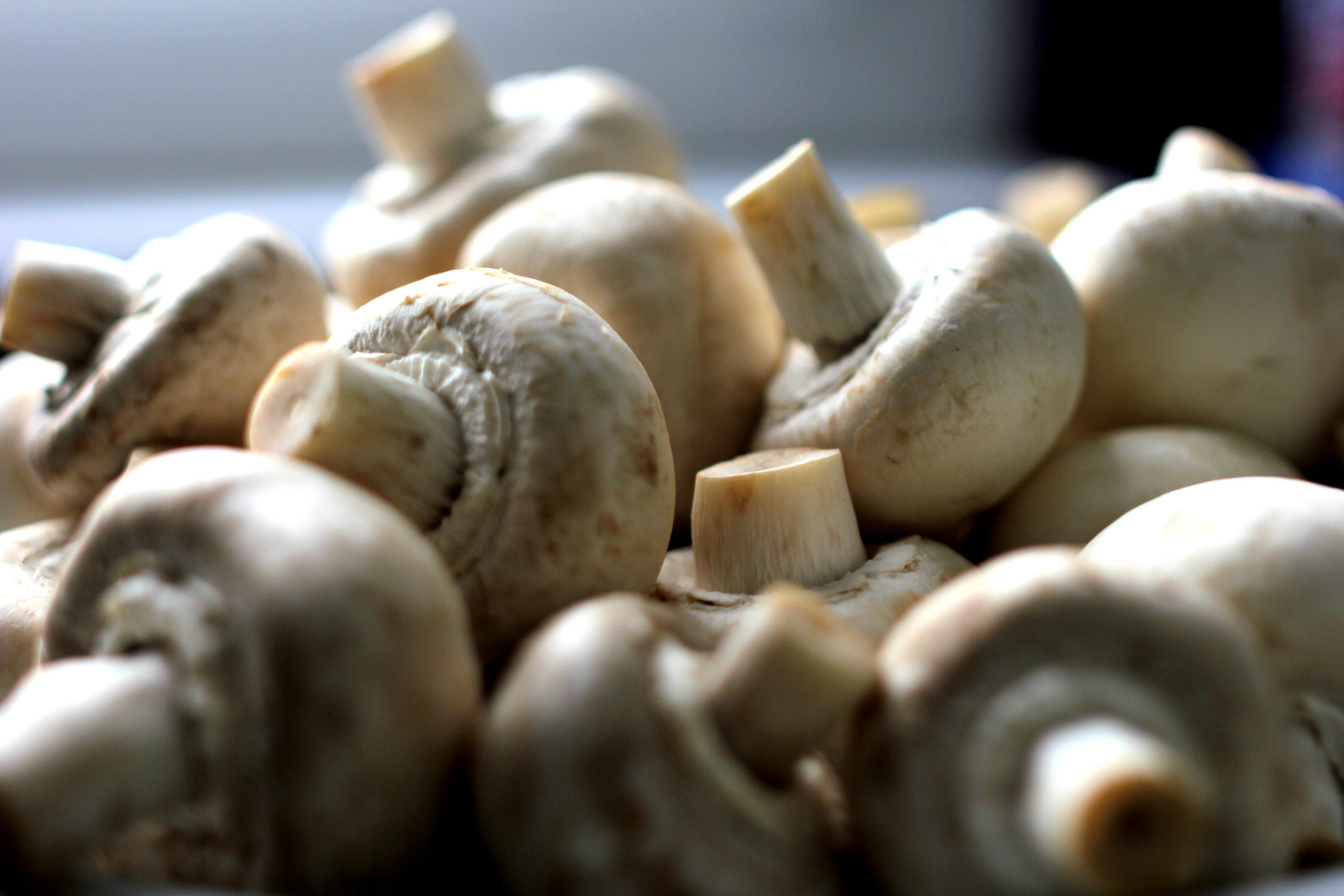 Mushrooms © Christian Schnettelker – flickr.com (used under CC BY 2.0 – Unmodified)
